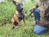 Stella , a male Belgian Malinois for sale in Bellingham, WA – 4 of 10