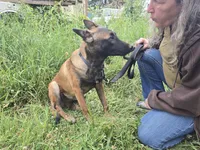 Stella , a male Belgian Malinois for sale in Bellingham, WA – 6 of 10