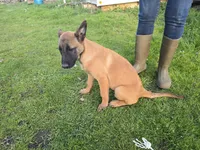 Cutie, a female Belgian Malinois for sale in Bellingham, WA – Photo 2 of 3