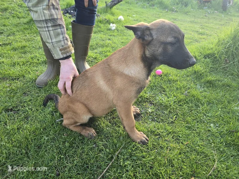 Cutie – Belgian Malinois puppy for sale in Bellingham, WA