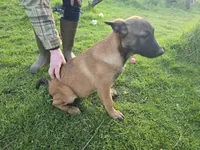 Cutie, a female Belgian Malinois for sale in Bellingham, WA – Photo 1 of 3