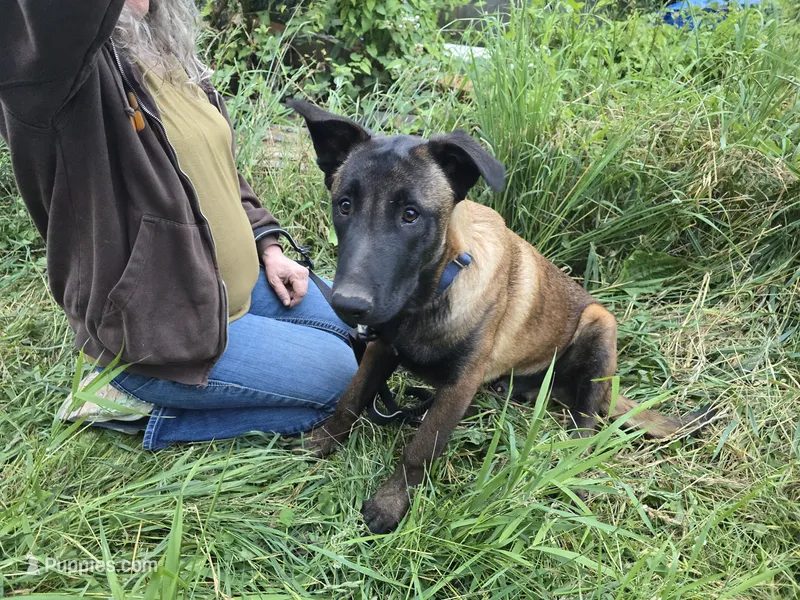 Tundra – Belgian Malinois puppy for sale in Bellingham, WA