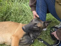 Stella , a male Belgian Malinois for sale in Bellingham, WA – 8 of 10