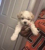 Dior, a female Maltipoo for sale in Country Club Hills, IL – 2 of 7