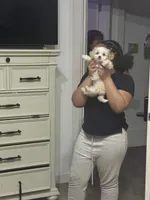 Dior, a female Maltipoo for sale in Country Club Hills, IL – 5 of 7