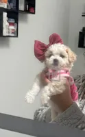 Dior, a female Maltipoo for sale in Country Club Hills, IL – 3 of 7