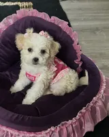 Dior, a female Maltipoo for sale in Country Club Hills, IL – 1 of 7