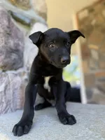 Rip, a male Belgian Malinois for sale in Howell, MI – 5 of 10