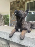 Sonya, a female Belgian Malinois for sale in Howell, MI – 7 of 10