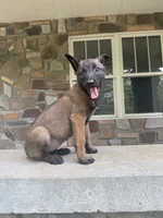 Nina, a female Belgian Malinois for sale in Howell, MI – 2 of 7