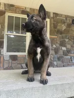 Sonya, a female Belgian Malinois for sale in Howell, MI – 6 of 10