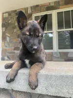Sonya, a female Belgian Malinois for sale in Howell, MI – 5 of 10