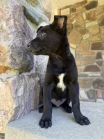 Rip, a male Belgian Malinois for sale in Howell, MI – 7 of 10