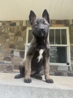 Sonya, a female Belgian Malinois for sale in Howell, MI – 9 of 10