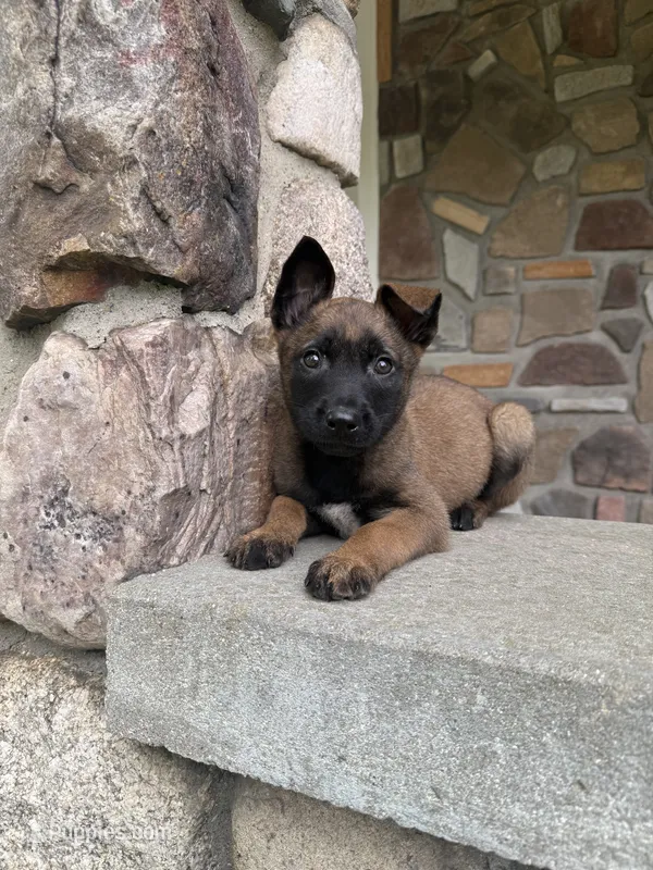 Kyra – Belgian Malinois puppy for sale in Howell, MI
