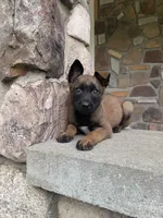 Kyra, a female Belgian Malinois for sale in Howell, MI – 1 of 8