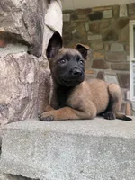Kyra, a female Belgian Malinois for sale in Howell, MI – 6 of 8