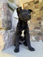 Rip, a male Belgian Malinois for sale in Howell, MI – 8 of 10