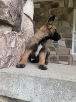 Kyra, a female Belgian Malinois for sale in Howell, MI – 3 of 8