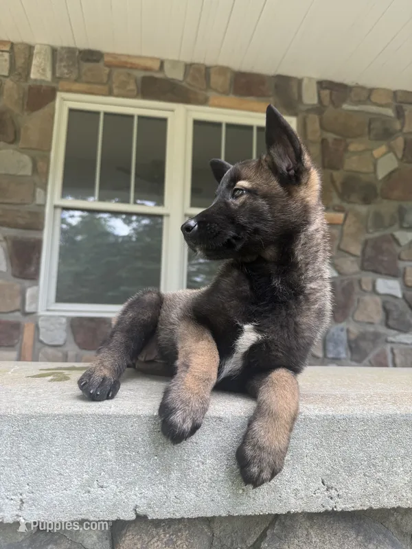 Sonya – Belgian Malinois puppy on hold in Howell, MI