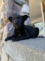 Rip, a male Belgian Malinois for sale in Howell, MI – 4 of 10