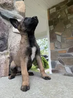 Kyra, a female Belgian Malinois for sale in Howell, MI – 4 of 8
