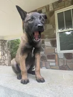 Nina, a female Belgian Malinois for sale in Howell, MI – 7 of 7