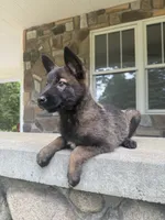 Sonya, a female Belgian Malinois for sale in Howell, MI – 2 of 10
