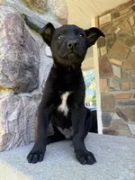 Rip, a male Belgian Malinois for sale in Howell, MI – 9 of 10
