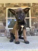 Kacey , a male Belgian Malinois for sale in Howell, MI – 7 of 8