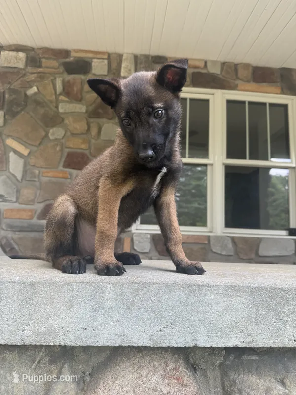 Nina – Belgian Malinois puppy for sale in Howell, MI
