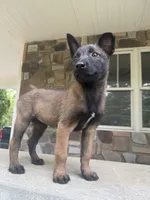 Nina, a female Belgian Malinois for sale in Howell, MI – 3 of 7