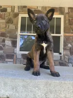 Kacey , a male Belgian Malinois for sale in Howell, MI – 4 of 8