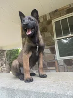 Nina, a female Belgian Malinois for sale in Howell, MI – 6 of 7