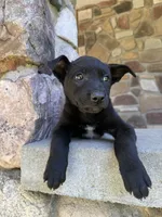 Rip, a male Belgian Malinois for sale in Howell, MI – 6 of 10
