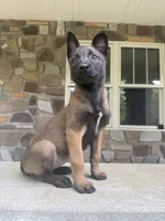 Nina, a female Belgian Malinois for sale in Howell, MI – 5 of 7