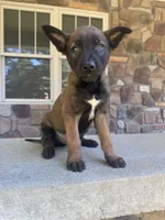 Kacey , a male Belgian Malinois for sale in Howell, MI – 6 of 8