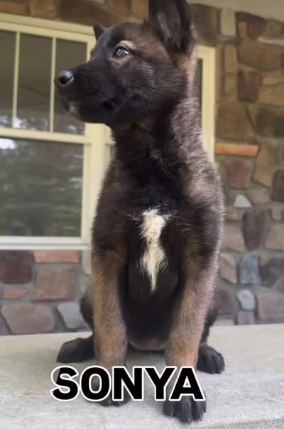 Sonya, a female Belgian Malinois for sale in Howell, MI – 8 of 10