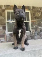 Sonya, a female Belgian Malinois for sale in Howell, MI – 4 of 10