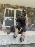 Sonya, a female Belgian Malinois for sale in Howell, MI – 10 of 10