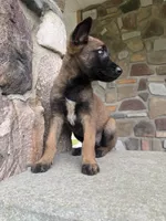 Kyra, a female Belgian Malinois for sale in Howell, MI – 8 of 8