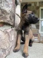 Kyra, a female Belgian Malinois for sale in Howell, MI – 7 of 8