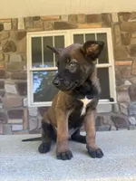Kacey , a male Belgian Malinois for sale in Howell, MI – 3 of 8