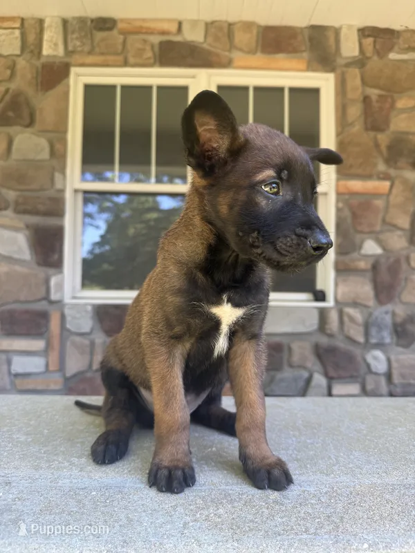 Kacey  – Belgian Malinois puppy for sale in Howell, MI