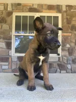 Kacey , a male Belgian Malinois for sale in Howell, MI – 1 of 8