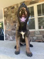 Kacey , a male Belgian Malinois for sale in Howell, MI – 5 of 8