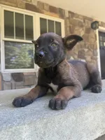Kacey , a male Belgian Malinois for sale in Howell, MI – 2 of 8