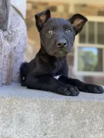 Rip, a male Belgian Malinois for sale in Howell, MI – 3 of 10