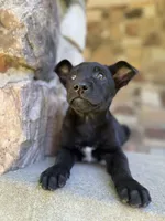 Rip, a male Belgian Malinois for sale in Howell, MI – 2 of 10
