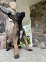 Kyra, a female Belgian Malinois for sale in Howell, MI – 5 of 8